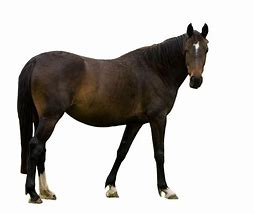 Image result for Free Horse Photography