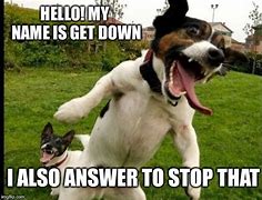 Image result for Dog Meme My Name Is Stop That