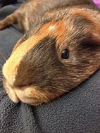 Image result for Guinea Pig Cute Stuff