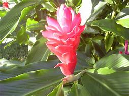 Image result for Samoa National Flower