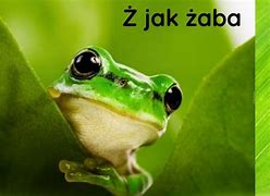 Image result for co_to_za_Żaby_trujące
