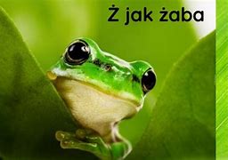 Image result for co_oznacza_Żaba_zwinka