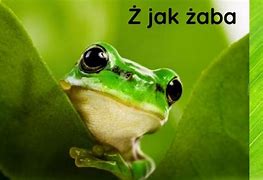 Image result for co_to_za_Żaba_jeziorkowa