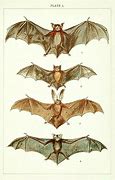 Image result for Anatomical Bat Illustration