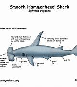 Image result for Hammerhead Shark Adaptations