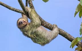 Image result for Sloth Movement