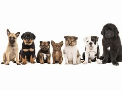 Image result for Pets at Home Dogs for Sale