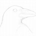 Image result for Search for a Drawing of a Raven