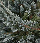 Bildergebnis für Juniperus squam. Blue Spider