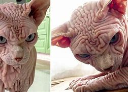 Image result for Freaky Cat