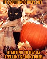 Image result for Pumpkin Cat Meme