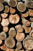 Image result for Round Objects in Nature