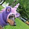 Image result for Knitted Unicorn