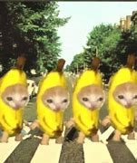 Image result for Cat in Banana Tree Meme