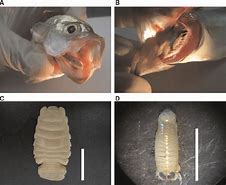 Image result for parasite isopods tongue