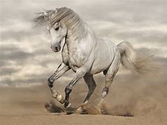 Image result for 2 White Horse Wallpaper