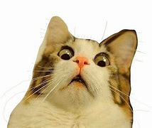 Image result for Angry Cat Meme Surprised