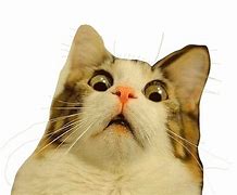 Image result for Cat Meme Face Copyright Free