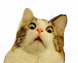 Image result for Shocked Cat Meme Origin