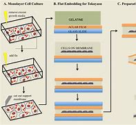 Image result for Monolayer Cell Culture