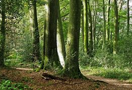 Image result for Netherlands Forest