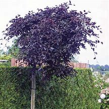 Image result for Fagus sylv. Rohan Weeping