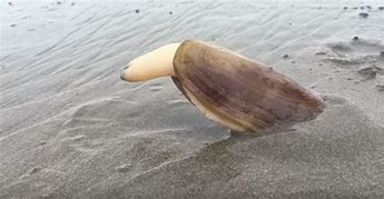 Image result for Wierd Clam