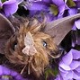 Image result for Seychelles Fruit Bat
