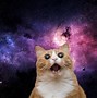 Image result for Crazy Space Cat