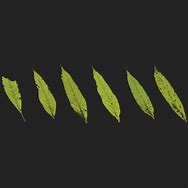 Image result for CC0 Leaf Texture