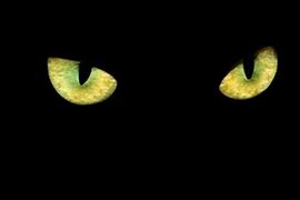 Image result for Scary Animal Eyes