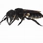 Image result for Queen Megachile Pluto