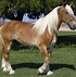 Image result for Big Draft Horse Stallions
