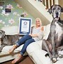 Image result for World Record Biggest Dog