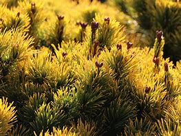 Image result for Pinus mugo Wintersonne