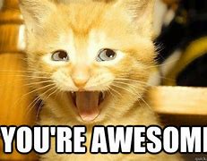 Image result for You Are Amazing Cat Meme