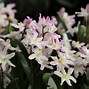 Image result for Chionodoxa forbesii