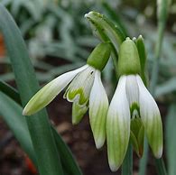 Image result for Galanthus Wifi Rocket