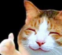 Image result for Cat with Human Thumbs Up Meme