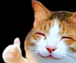 Image result for Smiling Cat Meme Template