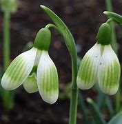 Image result for Galanthus plicatus Alpha Kiwi Ice Cream