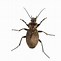 Image result for Types of Beetles