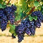 Image result for How to Plant Grape vines