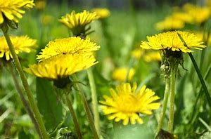 Image result for Wild Plants You Can Eat