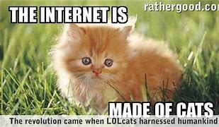 Image result for Welcome to the Internet Cat