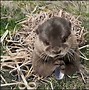 Image result for North American Sea Otter Attack