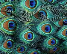 Image result for Peacock Feather Pattern