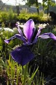 Image result for Iris sibirica Vi Luihn