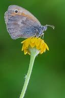 Image result for coenonympha_pamphilus