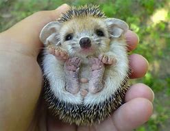 Image result for Adorable Baby Hedgehog
